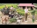 Lagu Use 3-wheeled Vehicle To Buy Farmer's Goat Herd, Transport Many Goats Goes To Market Sell
