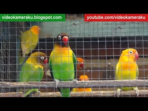 Download MP3 1 Hour Lovebird Sounds Aviary Series V6 - High Quality Audio Live Recording