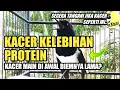 BIKIN PUSING!! KACER MAIN SEBENTAR DIEMNYA LAMA | KACER KELEBIHAN PROTEIN | DR KACER