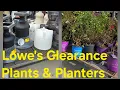 Lowe s Clearance Plants in Mid-December Lots to see at 50 Off Plants Planters And Window Boxes