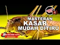 Download Lagu 🔴 Enak ‼️ Masteran Walang Kecek Suara Kasar Speed Pelan Lalu Kenceng Mudah Ditiru 💯