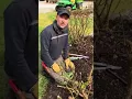 Lagu Pruning an old Rose Bush