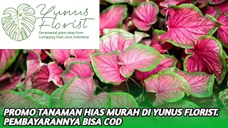 update harga tanaman hias terbaru 07 02 2023 wa 081259047498