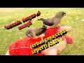 Download Lagu freefly burung emprit.||terbangnya cepat