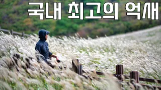 대중교통으로 한 번에 돌아보는 영남알프스 억새 여행 | 영남알프스 억새 하이라이트와 통도사 여행 썸네일