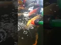 Lagu #koi, growing koi to the max !!  #kogane #marusei#koiteich #koifarm