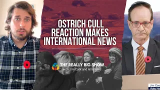 Ostrich Cull Reaction Makes International News 