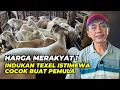 Lagu Harga Domba Texel Betina Calon Indukan Unggul di Al Hikmah Farm | @AGROTV9 