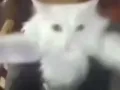 yippee cat