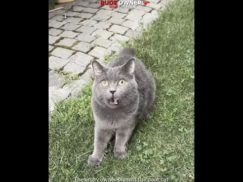 This Cat Just Wanted Some Love 💔🥺 || #shorts #catlovers #petlovers #cute #emotional