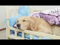 Download Lagu Van mij houden is belangrijk, maar mij begrijpen is nog belangrijker #hond #huisdieren #grappig