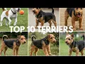 Best Terrier Breeds for Owners Ranked