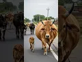 Download Lagu Cow sound 🐄 Biggest Cow Ever? You Won’t Believe the Sound It Makes! 😱🐮 #cow