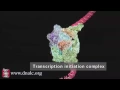 DNA Transcription Advanced