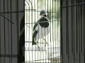 Download Lagu jalak suren tembakan cekakak jawa tengkek udang #birds #bird #jalakuren #myna #kicaumania #burung