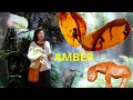Download Lagu Amber. From the beginning in nature to its use by man.