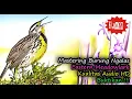 Download Lagu Masteran Burung Luar Negeri Jernih - Suara Burung Luar Negeri \
