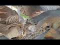 Download Lagu Dove birds Protect the first baby in the nest - Full Video- Baby Birds Dove 🐣🐿😭