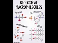 BIOLOGY - Macromolecule Review