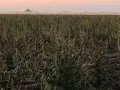 Nearly 200 acres of marijuana discovered in Merced County