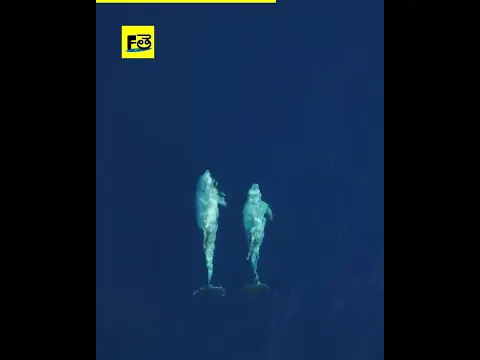 🤯 DEEP SEA 😱|| #shorts ||facts in telugu
