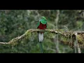A most amazing bird - The one, the only, Resplendent Quetzal!!