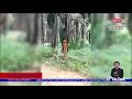 Download Lagu Tedung selar terbesar di dunia
