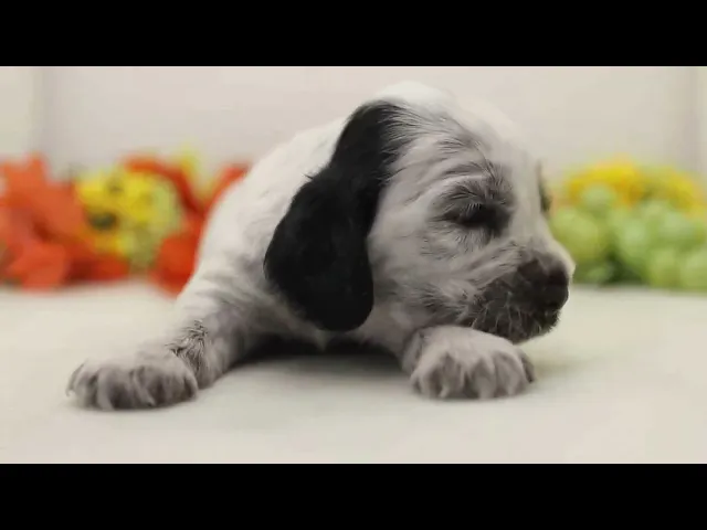 動画