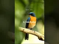 Download Lagu 10 rekomendasi burung kecil untuk dipelihara #birds #hewanpeliharaan #hewanternak