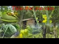 Download Lagu Thlai rah leh tiak / to an va hmuhnawm em || Chawhmeh lak ni a lo thleng leh ta