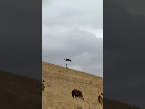 Kartalın çoban köpeği ile tehlikeli yaklaşımı