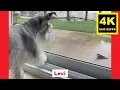 The Swallow Rescue - Miniature Schnauzer Brothers