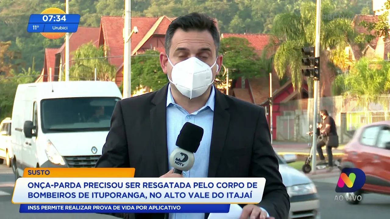 Onça-parda precisou ser resgatada pelo corpo de bombeiros de Ituporanga, no Alto Vale do Itajaí