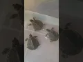 Pig nose Turtle eat chicken meat