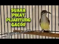 Download Lagu Suara Pikat Pijantung Pisang Gacor Durasi Panjang‼️Pijantung Bahan Langsung Bunyi | Kicau Tembak