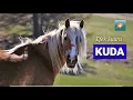 Download Lagu Efek suara Kuda