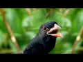 Download Lagu Tembakan super Ganas Tajam Kasar cucak cungkok vs Tengkek vs cililin kapas tembak