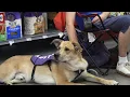 Springfield animal rescues face max capacity