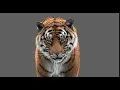 Tiger animation test