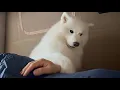 After an all-night camp setup my dog grabbed my collar and dragged me up at dawn