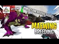 How To Raise Baby Dinos Using A Maewing ARK