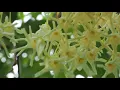 Shorea roxburghii 8 SEP 2018