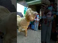 Download Lagu Wahyu Budoyo ~ Singo Keluar Kandang...!!