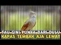 Lagu GAK DISANGKA CUMA BURUNG OMBYOKAN HARGA 25 RIBUAN KICAUANNYA SEKASAR INI KAPAS TEMBAK LEWAT