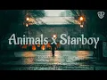 Download Lagu Animals x Starboy (8D Audio)