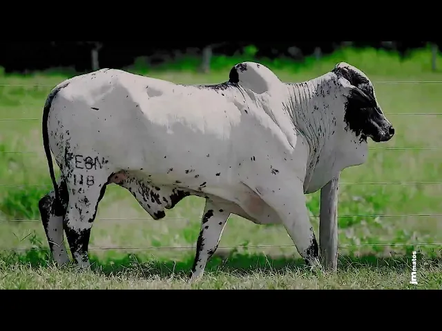 Touro Nelore FESN - 118