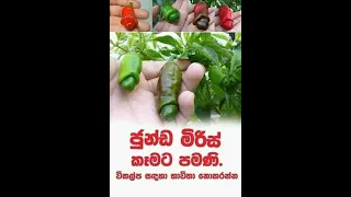 sinhala meme review sinhala meme athal sinhala meme tiktok review sinhala athal hot meme new