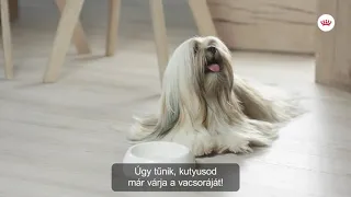 Royal Canin Mini Exigent tápok kutyáknak | Petissimo