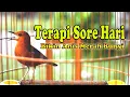 Download Lagu UNTUK TERAPI ANIS MERAH SORE HARI CEPAT RESPON, ANIS MERAH NGEPLONG SORE HARI