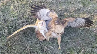 البومة هاجمها الصقور  دندنها